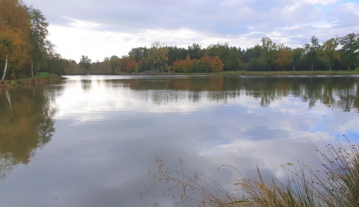 Propriété de chasse 3 étangs à vendre en Sologne