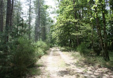 Propriété de chasse Très belle propriété de chasse en pleine Sologne