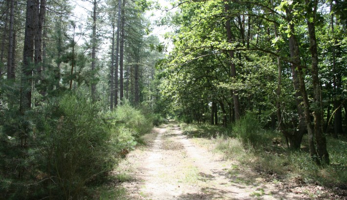 Propriété de chasse Très belle propriété de chasse en pleine Sologne