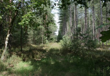 Propriété de chasse Très belle propriété de chasse en pleine Sologne
