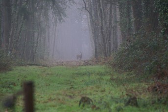 GROS GIBIER SOLOGNE LE 9 DECEMBRE