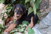 Chiot apparence AIREDALE TERRIER