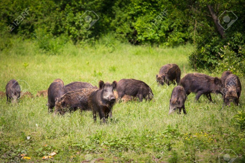 Chasse aux sangliers