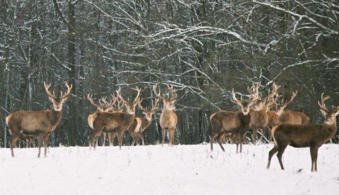 Séjour de chasse Domaine de Boutissaint