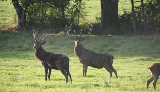 Séjour de chasse Domaine de Boutissaint