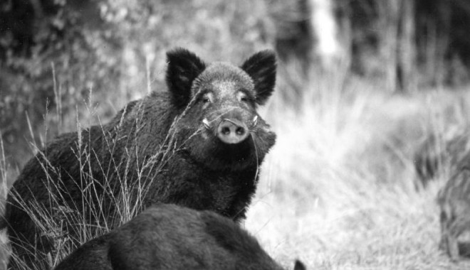 Séjour de chasse Domaine de Boutissaint