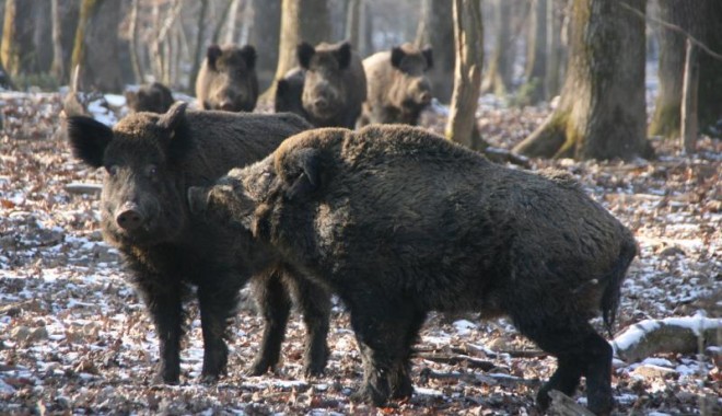 Séjour de chasse Domaine de Boutissaint