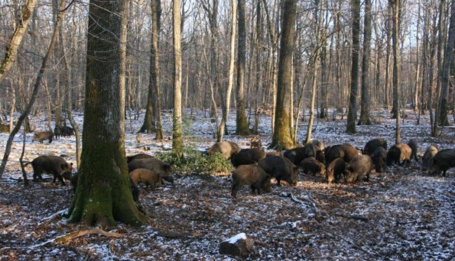 Séjour de chasse Domaine de Boutissaint