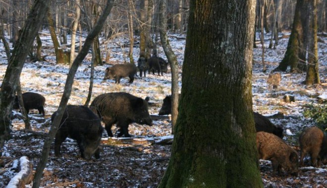 Séjour de chasse Domaine de Boutissaint