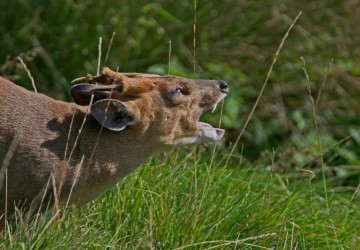 Muntjac et daim - Esprit Sauvage