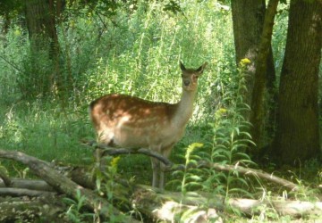 Chasse ONF d'Alsace