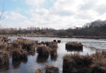 Propriété de chasse Etang