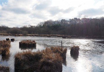 Propriété de chasse Etang