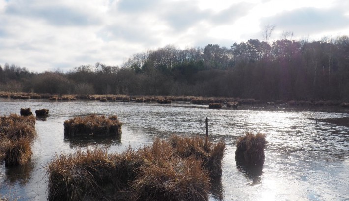 Propriété de chasse Etang