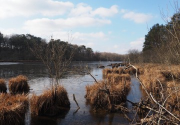 Propriété de chasse Etang