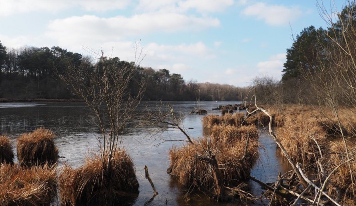 Propriété de chasse Etang