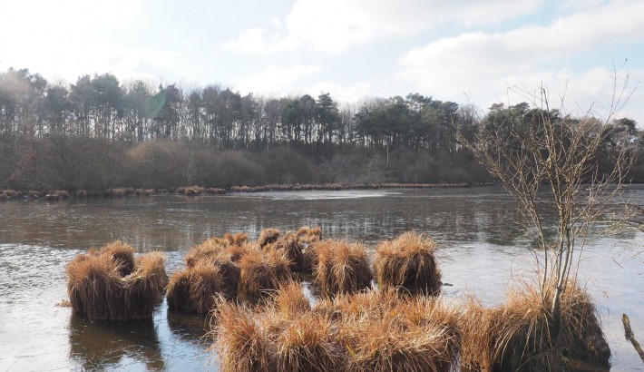 Propriété de chasse Etang