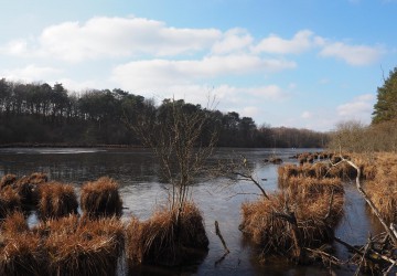 Propriété de chasse Etang