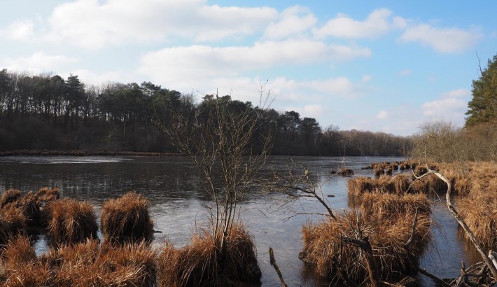 Propriété de chasse Etang