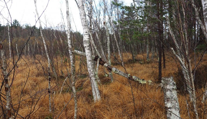 Propriété de chasse Propriété de Chasse à vendre