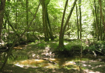 Propriété de chasse Parcs de Chasse à vendre