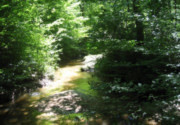 Propriété de chasse Parcs de Chasse à vendre