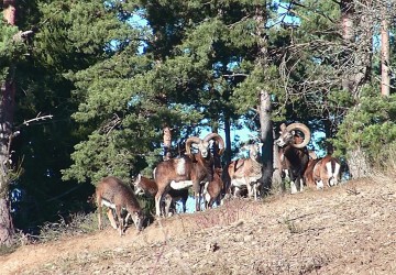 Propriété de chasse Propriété de Chasse à vendre