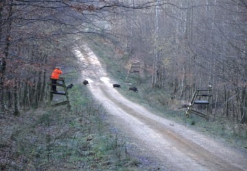 Propriété de chasse Parc de Chasse à vendre