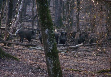 Propriété de chasse Parc de Chasse à vendre