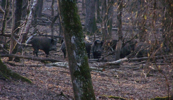 Propriété de chasse Parc de Chasse à vendre