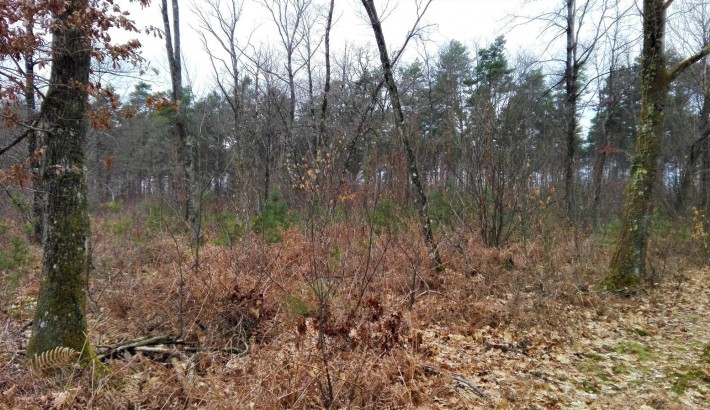 Propriété de chasse Territoire de Chasse à vendre