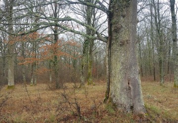 Propriété de chasse Territoire de Chasse à vendre