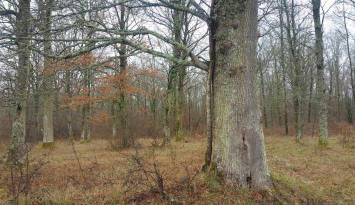 Propriété de chasse Territoire de Chasse à vendre