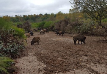 Propriété de chasse Propriété de Chasse à vendre