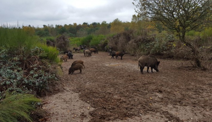 Propriété de chasse Propriété de Chasse à vendre