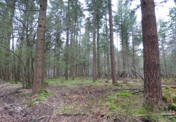 Propriété de chasse Forêt à vendre