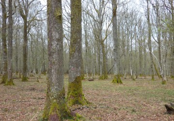 Propriété de chasse Forêt à vendre