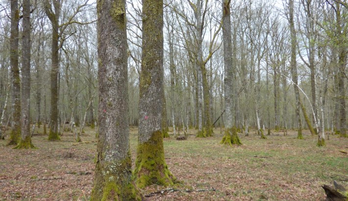 Propriété de chasse Forêt à vendre