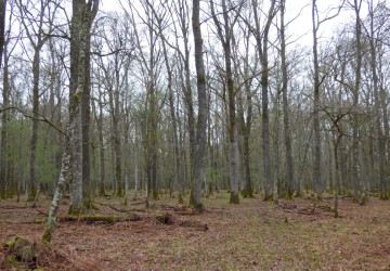 Propriété de chasse Forêt à vendre