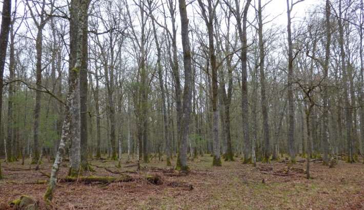 Propriété de chasse Forêt à vendre