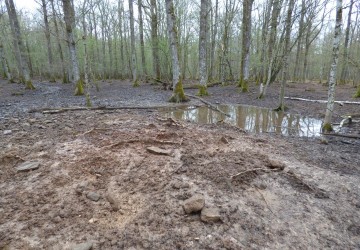 Propriété de chasse Forêt à vendre