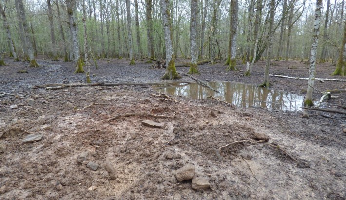 Propriété de chasse Forêt à vendre