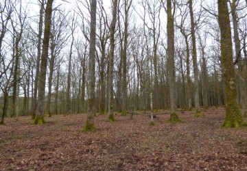 Propriété de chasse Forêt à vendre