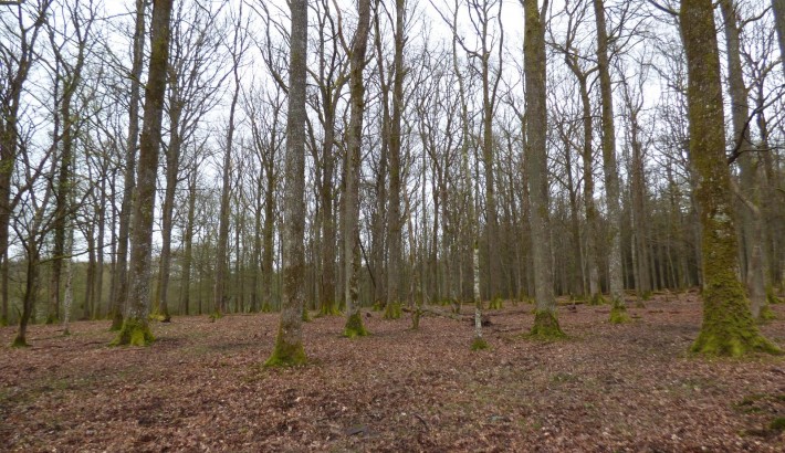 Propriété de chasse Forêt à vendre