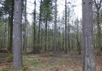 Propriété de chasse Forêt à vendre