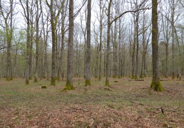 Propriété de chasse Forêt à vendre