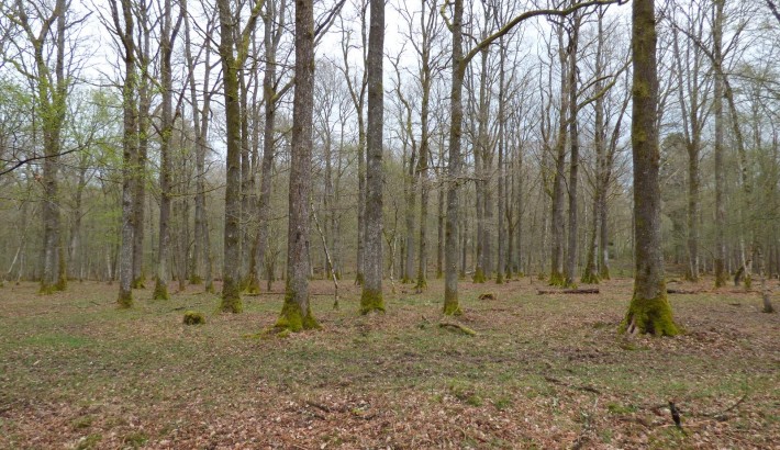 Propriété de chasse Forêt à vendre