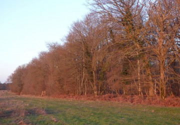 Propriété de chasse Propriété de chasse à vendre