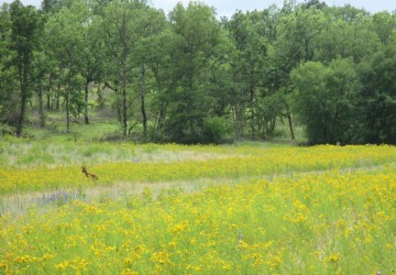 Propriété de chasse Propriété de Chasse à vendre