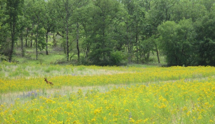 Propriété de chasse Propriété de Chasse à vendre